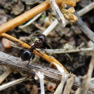 Papyrius sp. (genus) at Symonston, ACT - suppressed