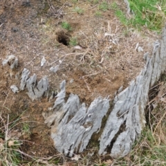 Papyrius sp. (genus) at Symonston, ACT - suppressed