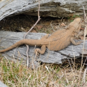 Pogona barbata at Symonston, ACT - suppressed