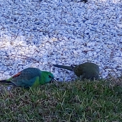 Psephotus haematonotus (Red-rumped Parrot) at Cowra, NSW - 19 Aug 2024 by PaperbarkNativeBees