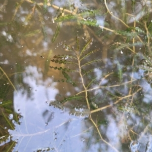 Potamogeton crispus at Kambah, ACT - 28 Feb 2024