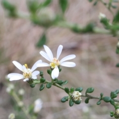 Olearia microphylla (Olearia) at Lyons, ACT - 19 Aug 2024 by ran452