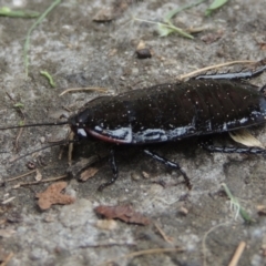 Platyzosteria melanaria at Conder, ACT - 23 Jan 2024 10:46 AM