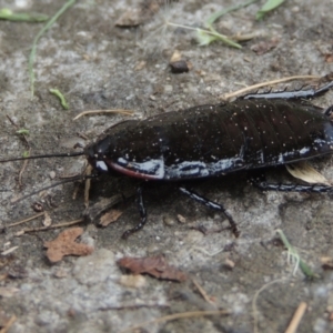 Platyzosteria melanaria at Conder, ACT - 23 Jan 2024 10:46 AM