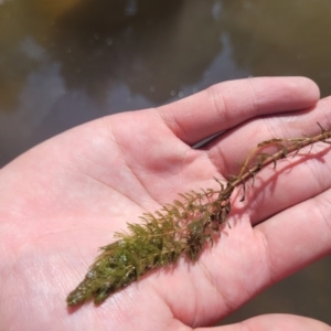 Myriophyllum verrucosum at Kambah, ACT - 28 Feb 2024