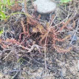 Myriophyllum verrucosum at Kambah, ACT - 28 Feb 2024