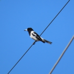 Cracticus nigrogularis (Pied Butcherbird) at Bowen, QLD - 18 Aug 2024 by lbradley