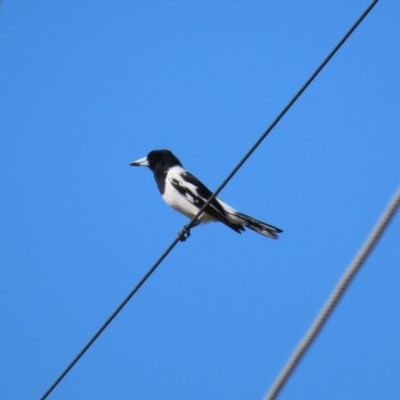 Cracticus nigrogularis (Pied Butcherbird) at Bowen, QLD - 19 Aug 2024 by lbradley