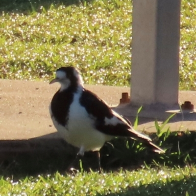 Grallina cyanoleuca (Magpie-lark) at Bowen, QLD - 19 Aug 2024 by lbradley