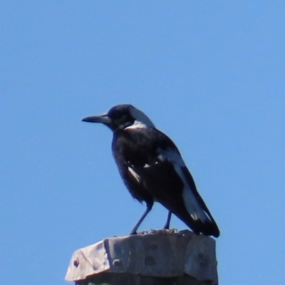 Gymnorhina tibicen (Australian Magpie) at Bowen, QLD - 19 Aug 2024 by lbradley