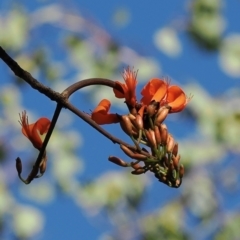 Unverified Other Tree at Yuruga, QLD - 17 Aug 2024 by lbradley