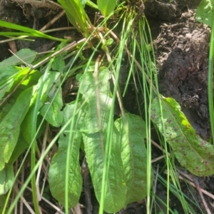 Rumex crispus at Kambah, ACT - 28 Feb 2024