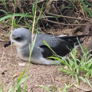 Pterodroma nigripennis at Lord Howe Island, NSW - 1 Jan 2024