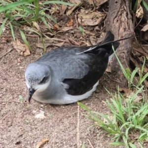 Pterodroma nigripennis at Lord Howe Island, NSW - 1 Jan 2024