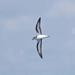 Pterodroma nigripennis at Lord Howe Island, NSW - 1 Jan 2024 12:49 PM