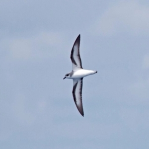 Pterodroma nigripennis at Lord Howe Island, NSW - 1 Jan 2024