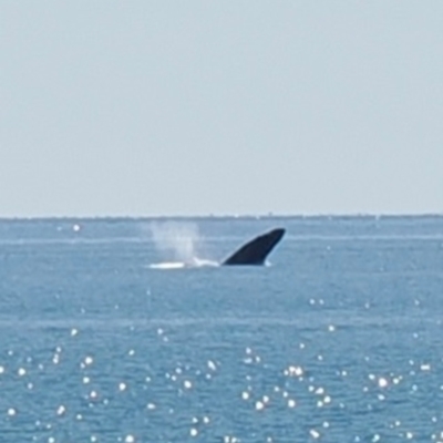 Megaptera novaeangliae (Humpback Whale) at Undefined - 18 Aug 2024 by lbradley