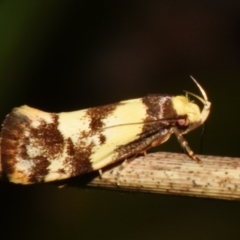 Eulechria marmorata (A Concealer moth (Eulechria group)) at Sheldon, QLD - 25 Feb 2024 by PJH123