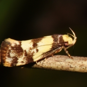 Eulechria marmorata at Sheldon, QLD - suppressed
