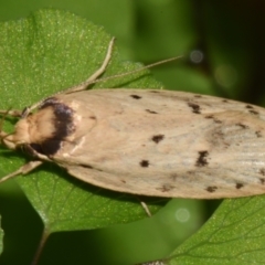 Eulechria (genus) (A Concealer moth (Eulechria group)) by PJH123