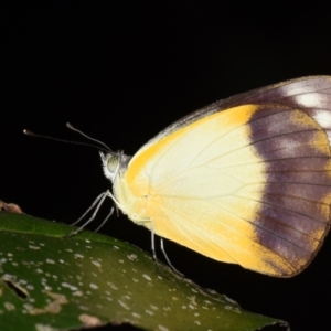 Appias paulina at Sheldon, QLD - suppressed