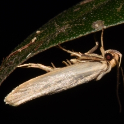 Unidentified Curved-horn moth (all Gelechioidea except Oecophoridae) at Sheldon, QLD - 25 Feb 2024 by PJH123