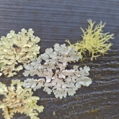 Unidentified Lichen at O'Malley, ACT - 19 Aug 2024 by Mike