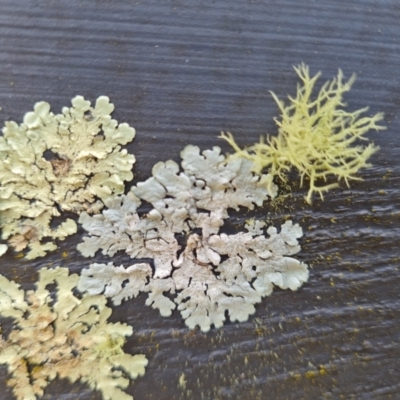 Unidentified Lichen at O'Malley, ACT - 19 Aug 2024 by Mike