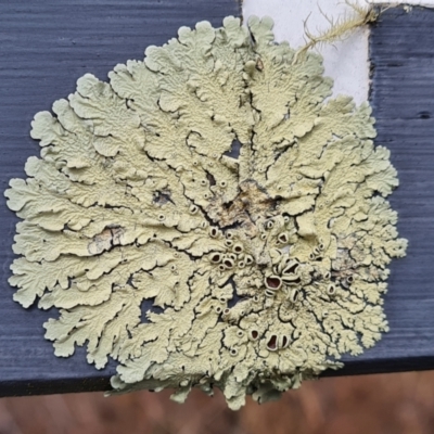 Unidentified Lichen at O'Malley, ACT - 19 Aug 2024 by Mike