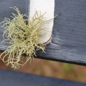 Usnea sp. (genus) at O'Malley, ACT - 19 Aug 2024