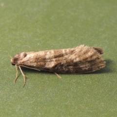 Lepidoscia (genus) ADULT (A Case moth) at Conder, ACT - 11 Jan 2024 by MichaelBedingfield