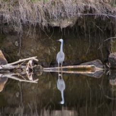 Egretta novaehollandiae (White-faced Heron) at Fyshwick, ACT - 19 Aug 2024 by MB