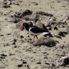 Haematopus longirostris (Australian Pied Oystercatcher) at Airlie Beach, QLD - 19 Aug 2024 by lbradley