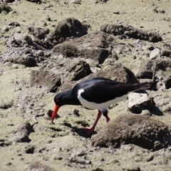 Haematopus longirostris at Airlie Beach, QLD - suppressed