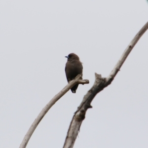 Artamus cyanopterus at Fyshwick, ACT - 19 Aug 2024 10:41 AM