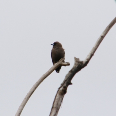 Artamus cyanopterus cyanopterus (Dusky Woodswallow) at Fyshwick, ACT - 19 Aug 2024 by MB