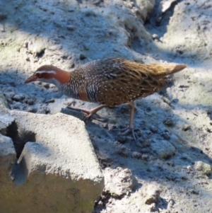 Gallirallus philippensis at Airlie Beach, QLD - 19 Aug 2024 01:35 PM