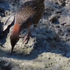 Gallirallus philippensis at Airlie Beach, QLD - 19 Aug 2024 01:35 PM