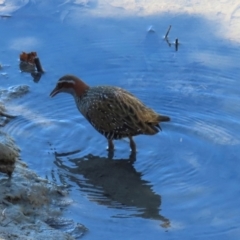 Gallirallus philippensis at Airlie Beach, QLD - 19 Aug 2024 01:35 PM