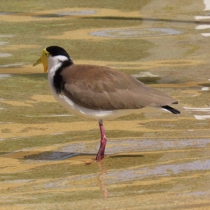 Vanellus miles at Airlie Beach, QLD - 19 Aug 2024