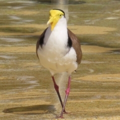 Vanellus miles at Airlie Beach, QLD - 19 Aug 2024