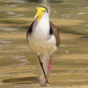 Vanellus miles at Airlie Beach, QLD - 19 Aug 2024 01:28 PM