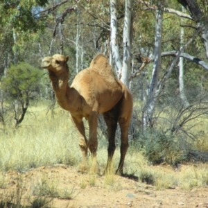 Camelus dromedarius at Burt Plain, NT - 16 Aug 2015 01:00 PM