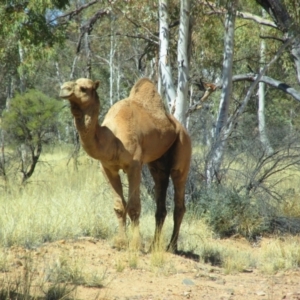 Camelus dromedarius at Burt Plain, NT - 16 Aug 2015