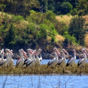 Pelecanus conspicillatus at Cavan, NSW - 29 Nov 2014