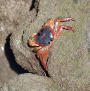 Metopograpsus sp. (genus) at Airlie Beach, QLD - 19 Aug 2024