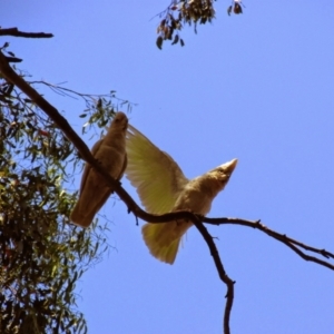 Cacatua sanguinea at Cavan, NSW - 29 Nov 2014 11:21 AM