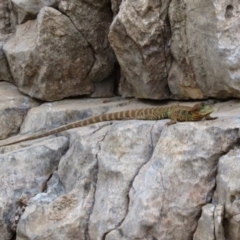Intellagama lesueurii howittii (Gippsland Water Dragon) at Good Hope, NSW - 29 Nov 2014 by MB