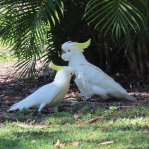 Cacatua galerita at Airlie Beach, QLD - 19 Aug 2024 10:47 AM