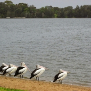 Pelecanus conspicillatus at Tuross Head, NSW - 24 Nov 2014